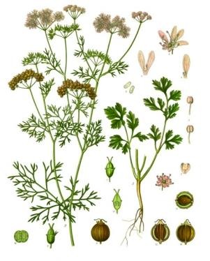 芫荽植物图：吗哪样子像芫荽子